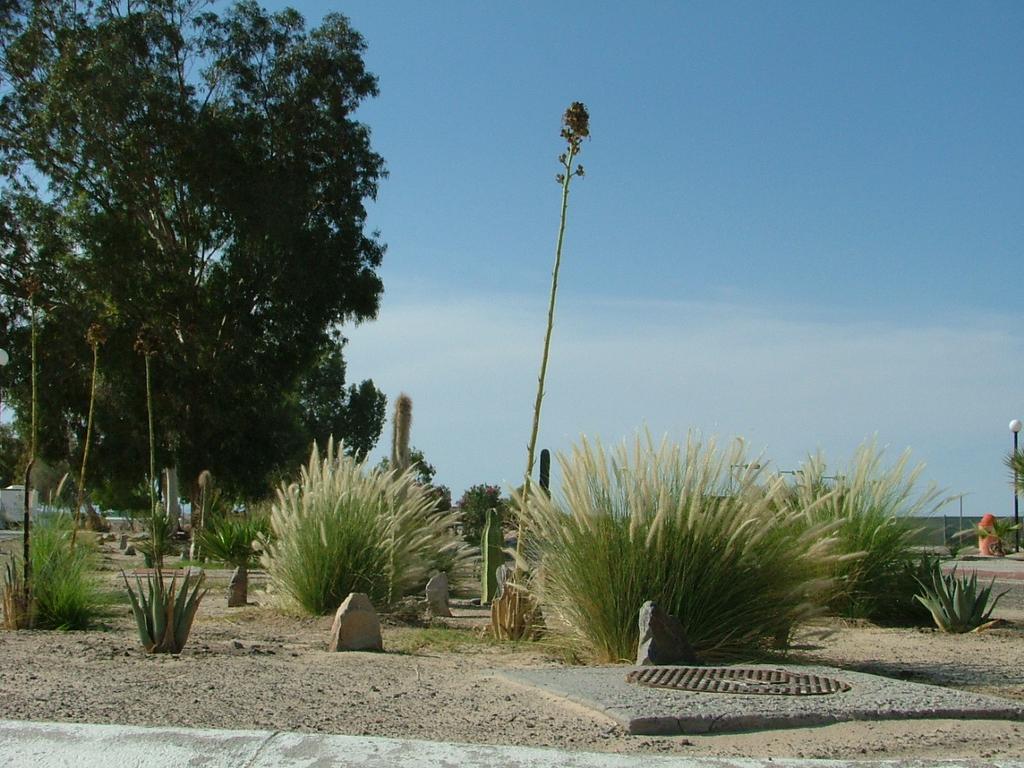 San Felipe Marina Resort Exterior foto